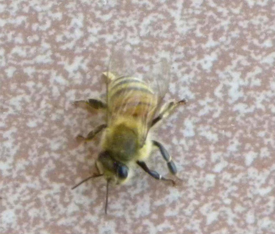 Apis mellifera in libera uscita